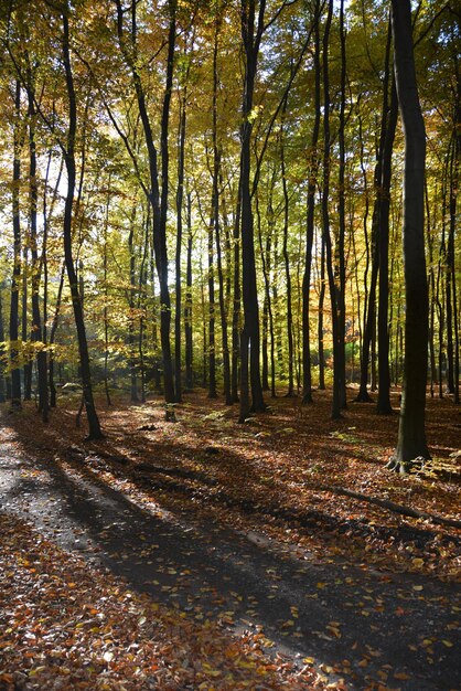 Bäume im Wald