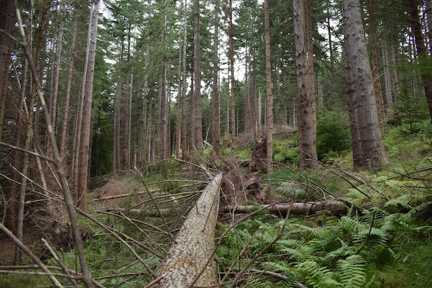 Bäume im Wald