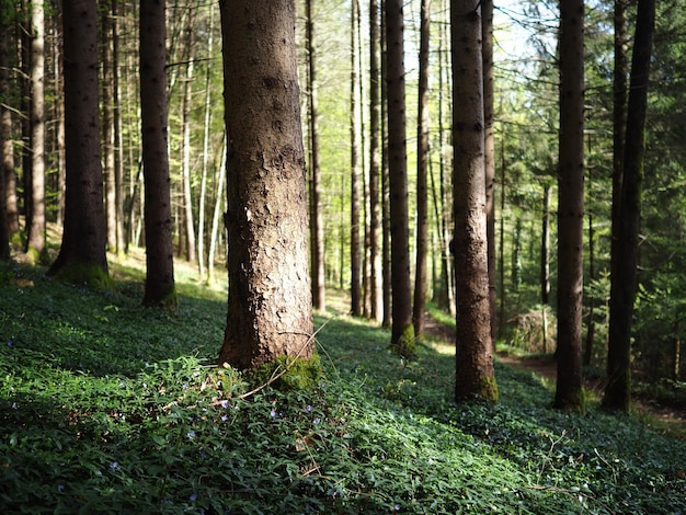 Bäume im Wald