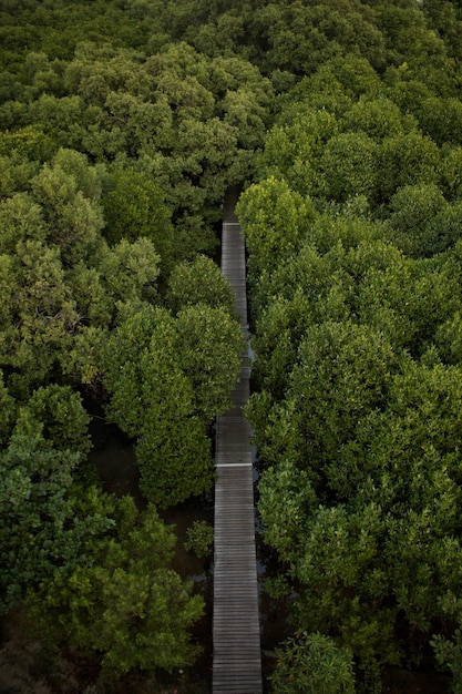 Foto bäume im wald