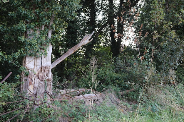 Foto bäume im wald