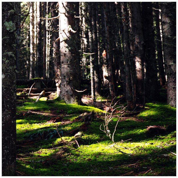 Bäume im Wald