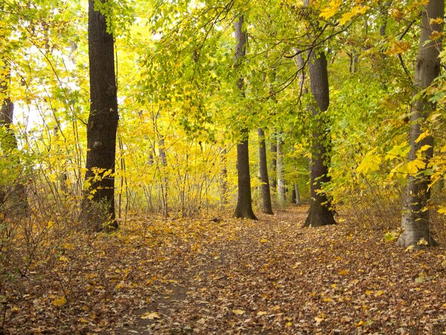 Bäume im Wald