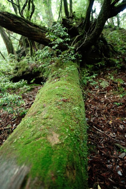 Bäume im Wald