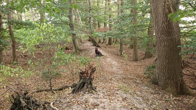 Bäume im Wald