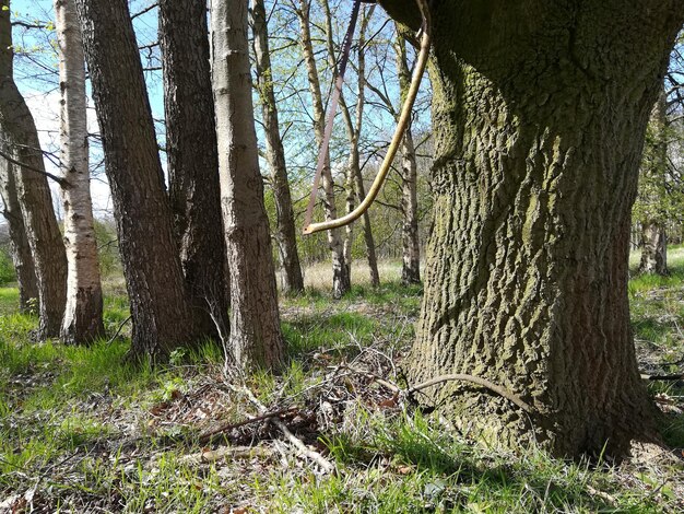 Bäume im Wald