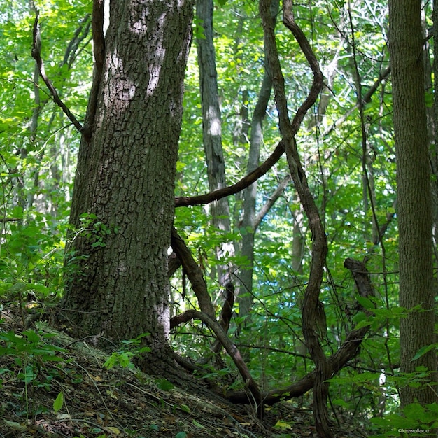 Foto bäume im wald