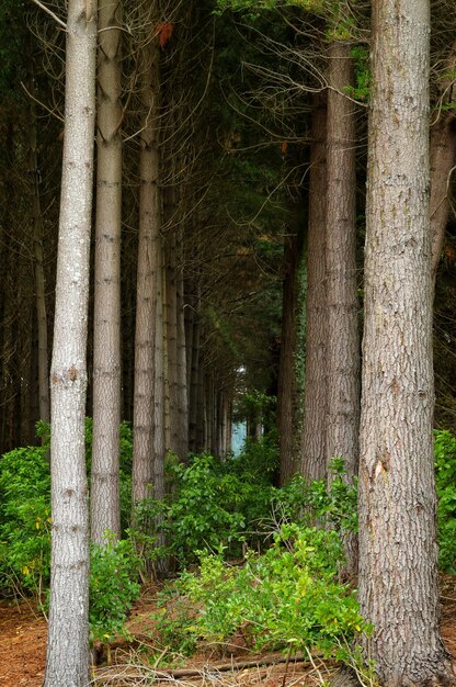 Bäume im Wald