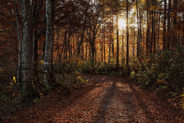 Bäume im Wald