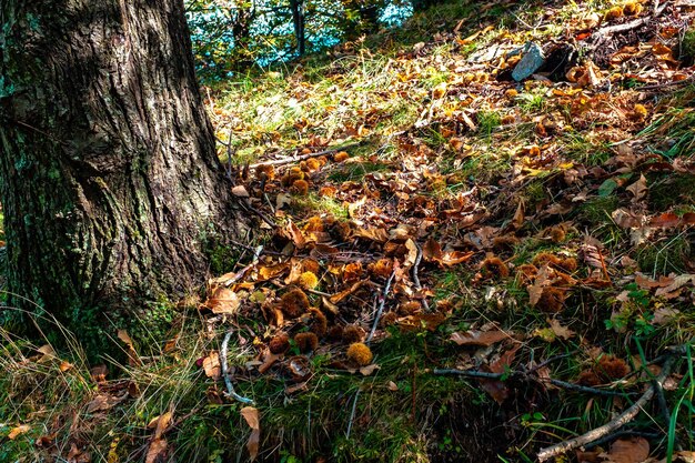 Bäume im Wald