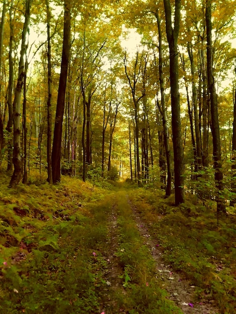 Foto bäume im wald