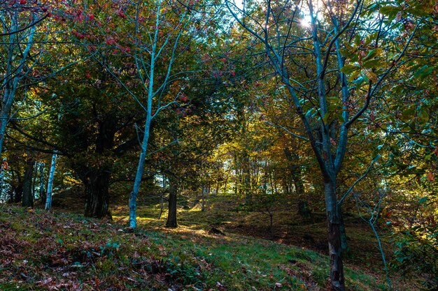 Bäume im Wald