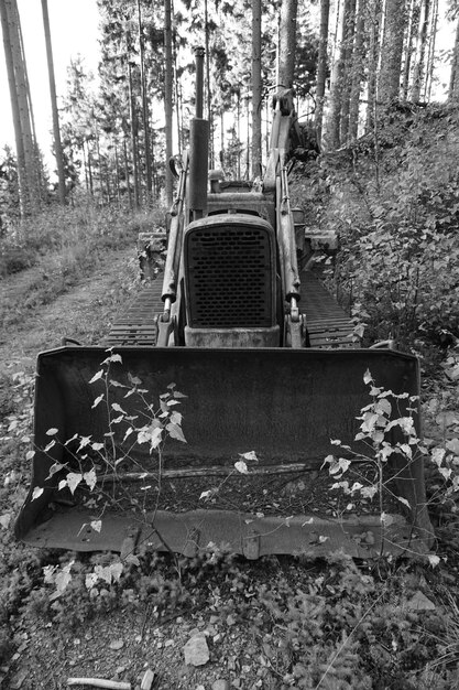 Foto bäume im wald