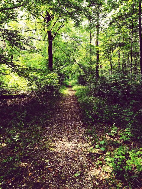 Foto bäume im wald