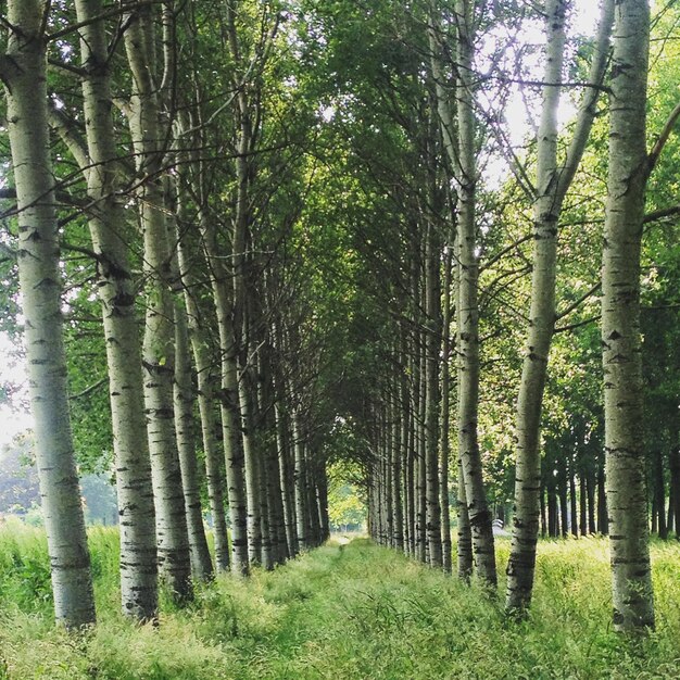 Bäume im Wald