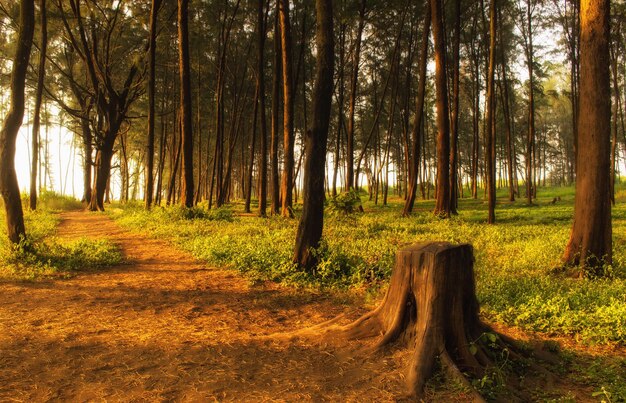 Foto bäume im wald