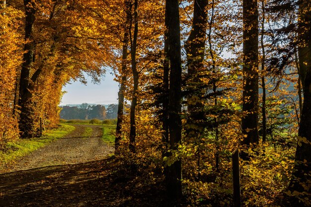 Bäume im Wald