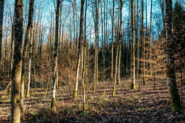 Foto bäume im wald