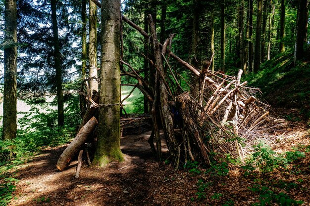 Foto bäume im wald