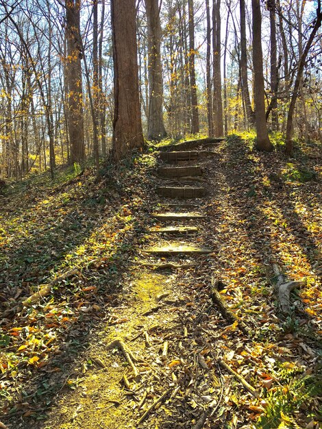 Foto bäume im wald