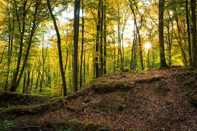Bäume im Wald