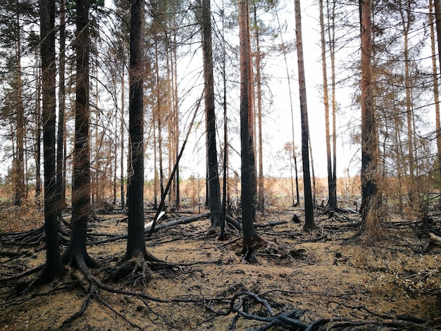 Foto bäume im wald