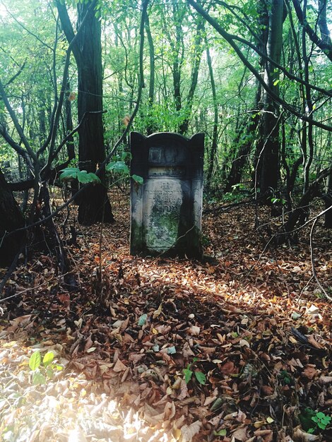 Foto bäume im wald