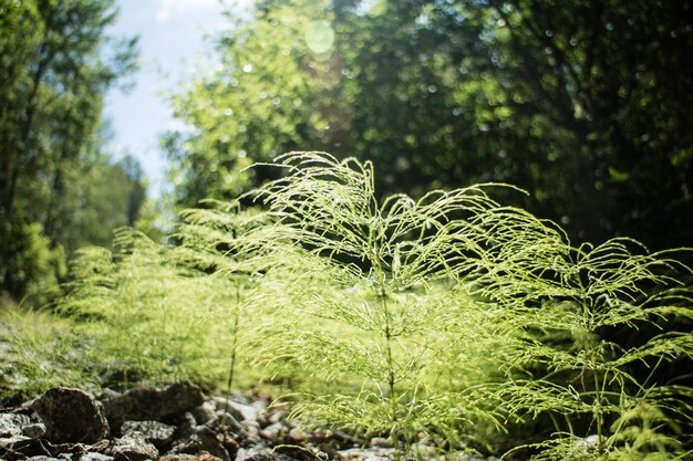 Foto bäume im wald