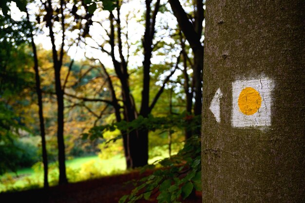 Foto bäume im wald