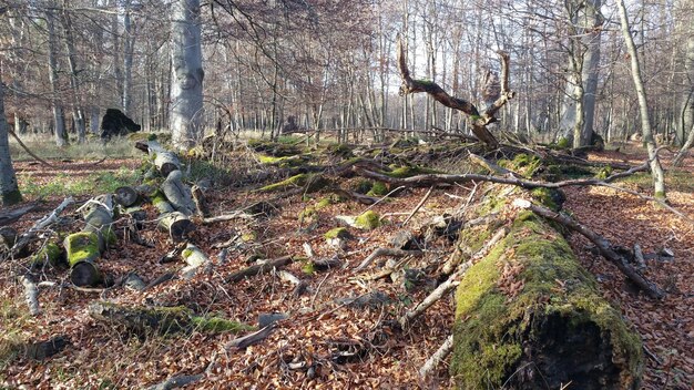 Foto bäume im wald