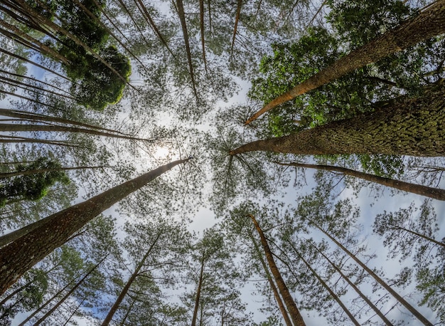 Bäume im Wald