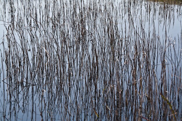 Foto bäume im wasser