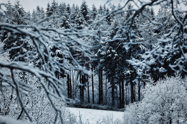 Foto bäume im wilden wald