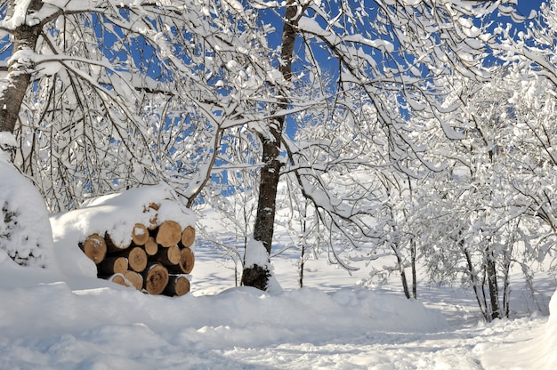 Bäume im Winter schneebedeckt