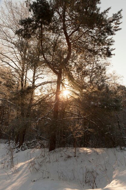 Bäume im Winter