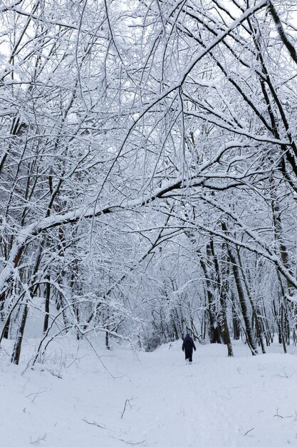 Bäume im Winter