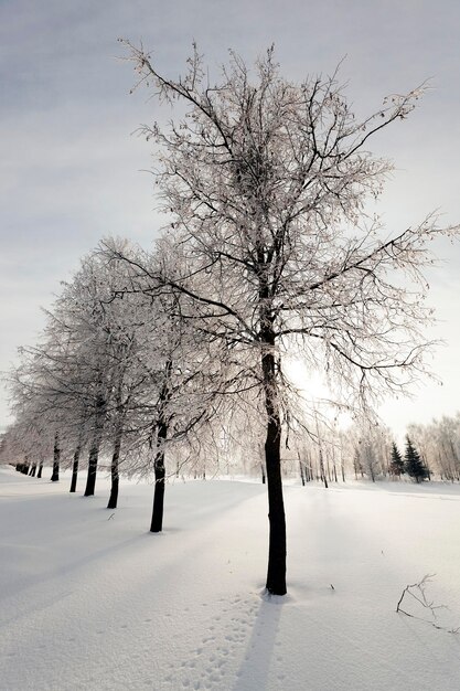 Bäume im Winter