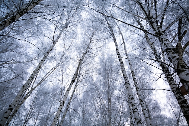 Bäume im Winterpark