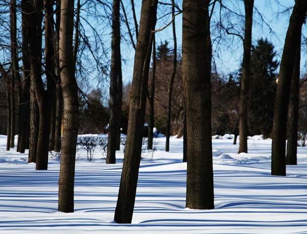 Bäume im Winterparkhintergrund hd