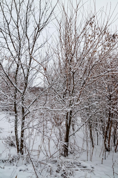 Bäume im Winterwald mit Neuschnee bedeckt