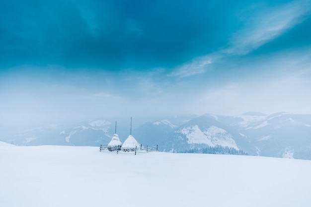 Bäume in den Bergen. Winterberge