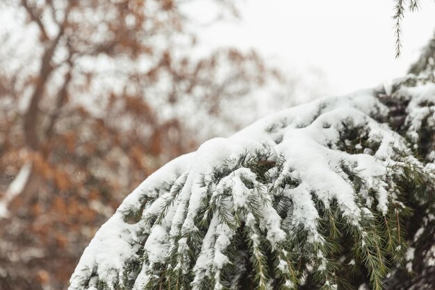 Bäume in den Schneewinterlandschaften