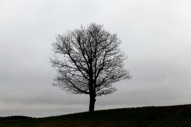 Bäume in der Dämmerung und bei stürmischem Wetter fotografiert