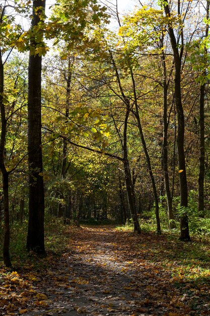 Bäume in der Herbstsaison mit wechselndem Laub