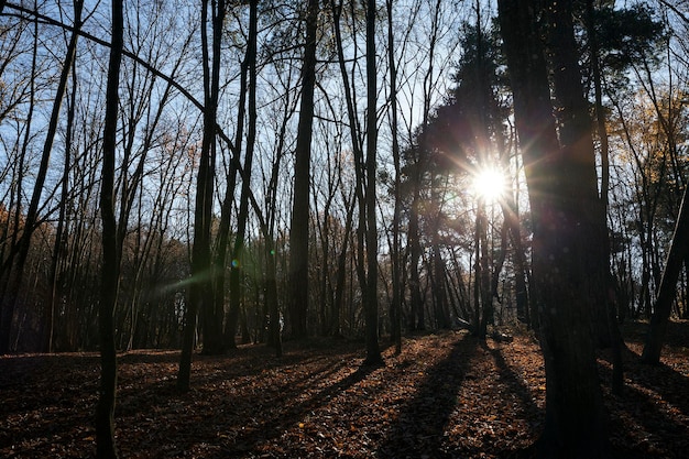 Bäume in der Herbstsaison mit wechselndem Laub