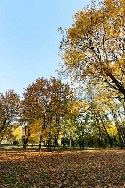 Bäume in der Herbstsaison.