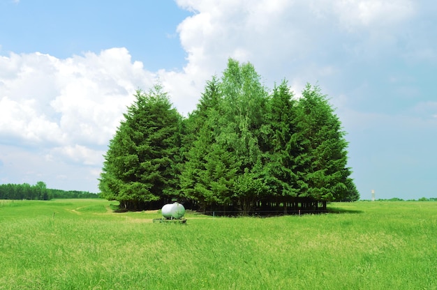 Bäume in der ländlichen Landschaft gegen den Himmel