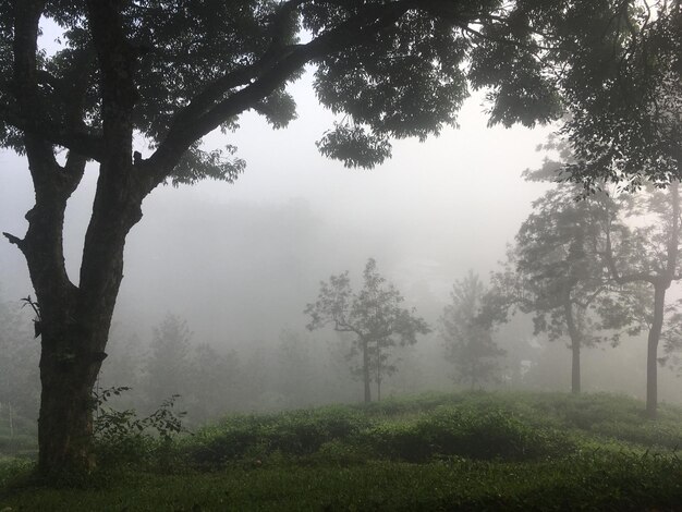 Foto bäume in der landschaft bei nebligem wetter