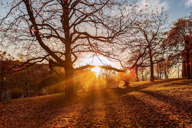 Bäume in der Landschaft gegen den Himmel im Herbst