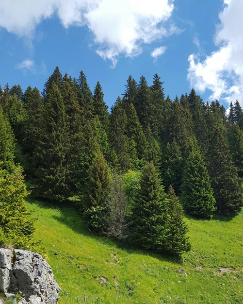 Foto bäume in der landschaft gegen den himmel